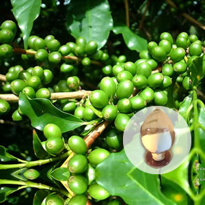 グリーンコーヒー豆抽出物 