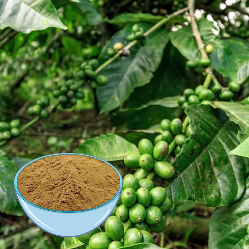グリーンコーヒー豆抽出物 