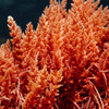 赤い藻類抽出物サプリメント