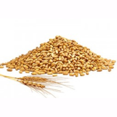 小麦たんぱく質