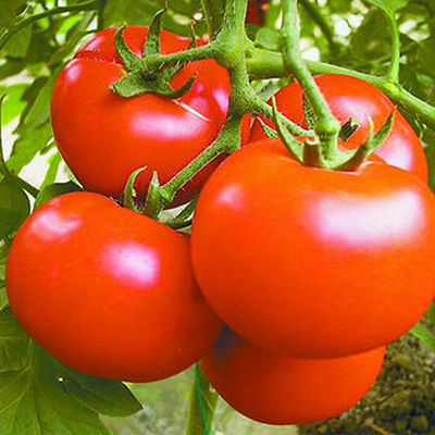 トマトパウダーは何のために使われていますか？