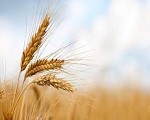 小麦タンパク質の利点を食べる
