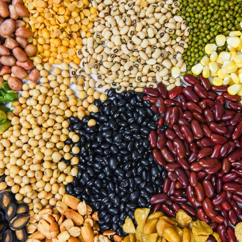 一般的な属と豆の種
